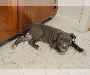 American Pit Bull Terrier-Unknown Mix Dogs for adoption in Lexington Park, MD, USA