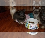 Small Photo #10 Shiranian Puppy For Sale in DINWIDDIE, VA, USA
