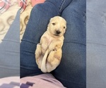 Puppy Sadie Dachshund