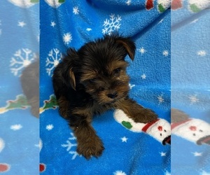 Yorkshire Terrier Puppy for sale in SALUDA, SC, USA