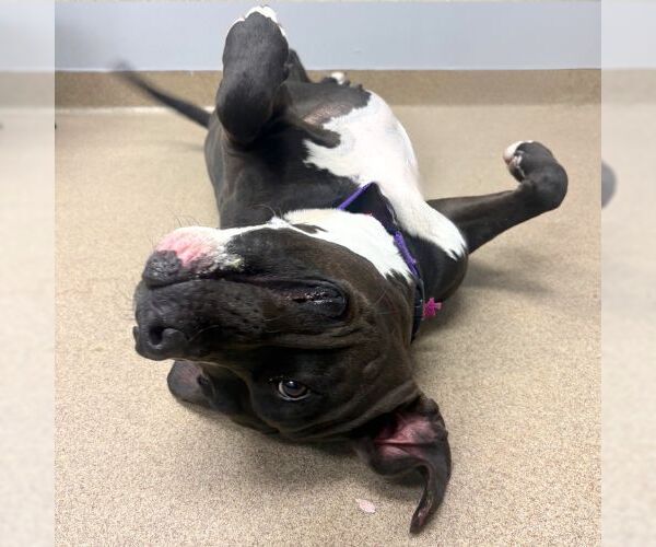 Medium Photo #1 American Pit Bull Terrier Puppy For Sale in Aurora, CO, USA
