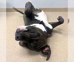 LADY - Female American Pit Bull Terrier Dog for Adoption - Small photo