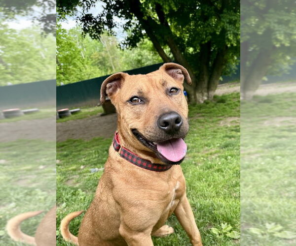 Medium Photo #30 American Staffordshire Terrier-Rhodesian Ridgeback Mix Puppy For Sale in Brewster, NY, USA