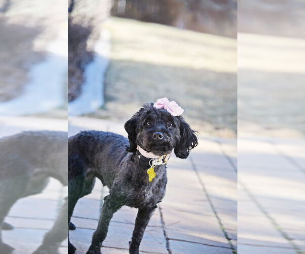 Medium Photo #1 Poodle (Miniature)-Unknown Mix Puppy For Sale in Sandy, UT, USA