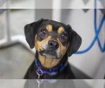Small Beagle-Rottweiler Mix