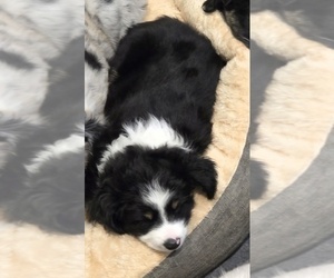 Miniature Australian Shepherd Puppy for sale in WADESBORO, NC, USA