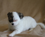Small #3 Chihuahua