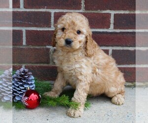 Goldendoodle-Poodle (Miniature) Mix Puppy for sale in LANCASTER, PA, USA
