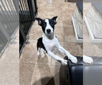 Small Labrador Retriever Mix