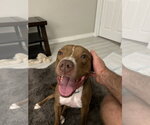 Small #1 Boxer-Staffordshire Bull Terrier Mix