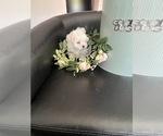 Small #1 Maltese