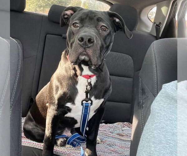 Medium Photo #7 American Staffordshire Terrier-Labrador Retriever Mix Puppy For Sale in Chester, VA, USA