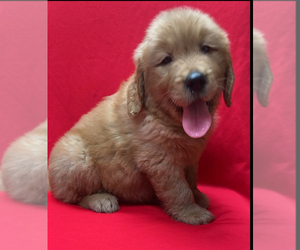 Golden Retriever Puppy for sale in SANTA ANA, CA, USA