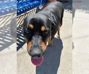 Labrottie Dogs for adoption in Stockton, CA, USA