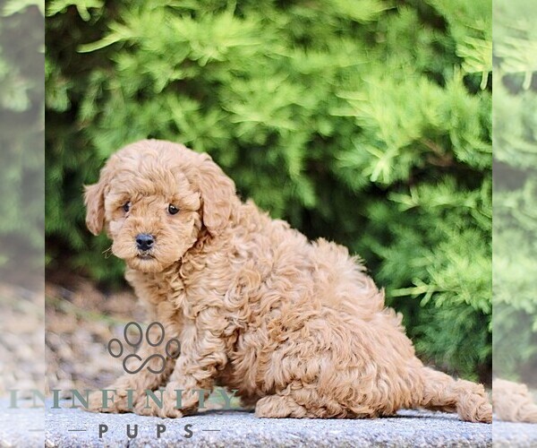 Medium Photo #2 Goldendoodle (Miniature) Puppy For Sale in KINZERS, PA, USA