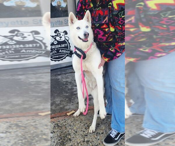 Medium Photo #1 Siberian Husky Puppy For Sale in Perth Amboy, NJ, USA