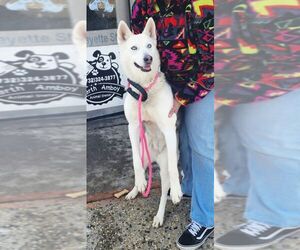 Siberian Husky Dog for Adoption in Perth Amboy, New Jersey USA