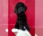 Puppy Pepper Goldendoodle