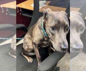 American Pit Bull Terrier-Unknown Mix Dogs for adoption in Downey, CA, USA