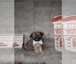 Small Photo #4 Poodle (Miniature)-Shorkie Tzu Mix Puppy For Sale in INDIANAPOLIS, IN, USA