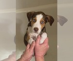 Small #3 Collie-Parson Russell Terrier Mix