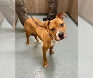 Bullboxer Pit Dogs for adoption in Baytown, TX, USA