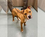 Small Bullboxer Pit