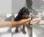 Small #2 Doberman Pinscher