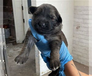 German Shepherd Dog Dogs for adoption in San Bernardino, CA, USA