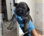 Small German Shepherd Dog