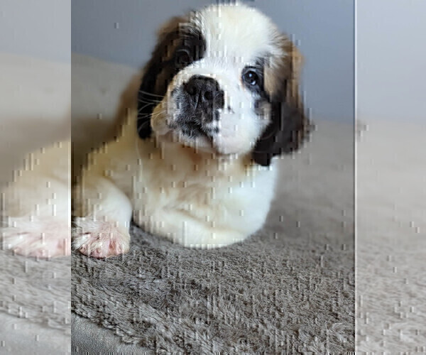 Medium Photo #4 Saint Bernard Puppy For Sale in PALM COAST, FL, USA