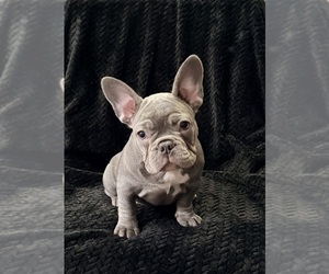 Medium French Bulldog