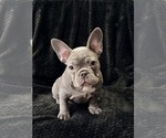 Puppy Carmen French Bulldog