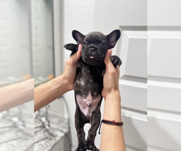 Medium Photo #20 French Bulldog Puppy For Sale in LAVEEN, AZ, USA