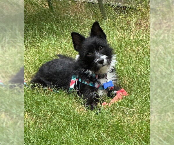Medium Photo #1 Mutt Puppy For Sale in Bellevue, WA, USA