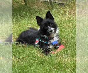 Mutt Dogs for adoption in Bellevue, WA, USA