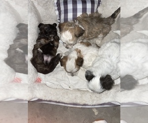 Shih-Poo Puppy for sale in DEL VALLE, TX, USA