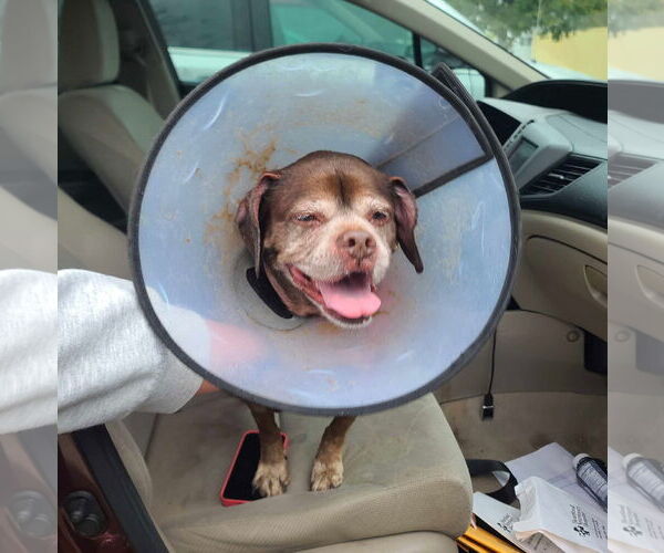 Medium Photo #3 Box-a-Pug Puppy For Sale in Burnsville, MN, USA