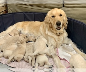 Mother of the English Cream Golden Retriever puppies born on 04/13/2022