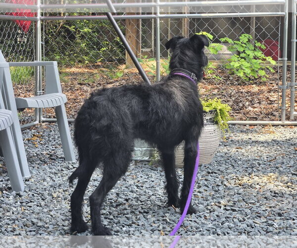 Medium Photo #3 Labrador Retriever-Unknown Mix Puppy For Sale in Albemarle, NC, USA