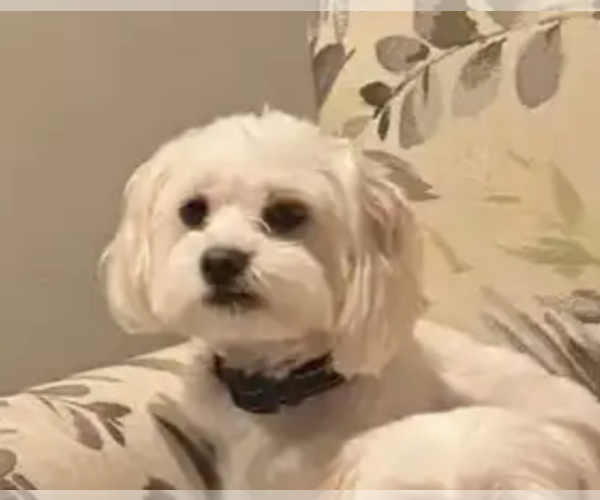 Medium Photo #1 Maltese Puppy For Sale in LA VISTA, NE, USA