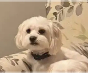 Father of the Maltese puppies born on 08/22/2025