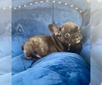 Small Photo #13 French Bulldog Puppy For Sale in JACKSON, MS, USA