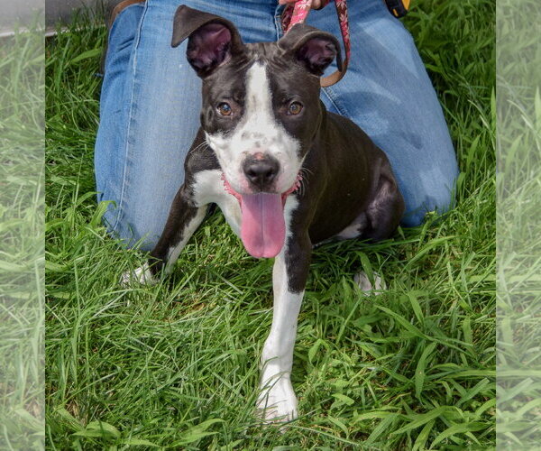 Medium Photo #4 American Staffordshire Terrier Puppy For Sale in Huntley, IL, USA