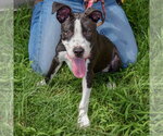 Small #3 American Staffordshire Terrier