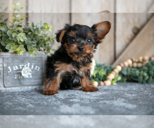 Medium Yorkshire Terrier