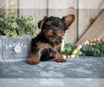 Puppy Flo Yorkshire Terrier