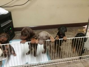 Doberman Pinscher Puppy for sale in LOUISVILLE, KY, USA