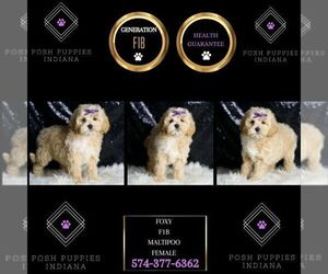 Maltipoo Puppy for sale in WARSAW, IN, USA