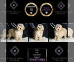 Small Maltipoo